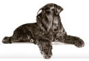 Bild för kategori Hundgott Bild för kategori Hundgott