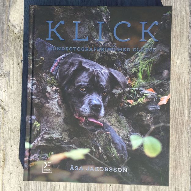 KLICK - hundfotografering med glädje