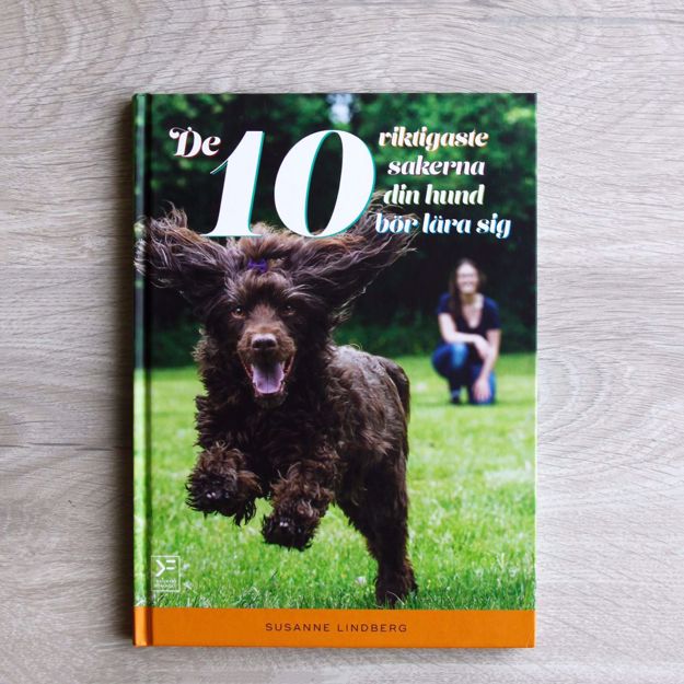 	De 10 viktigaste sakerna din hund bör lära sig