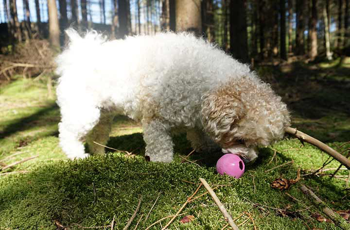 Bild för kategori Till liten hund