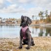 Non-stop ramble selen i lila på en svart hund vid sjö.