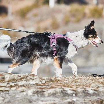 Visa detaljer för Non-stop dogwear Ramble harness - hundsele för vardag, vandring och sök - lila Den lila non-stop selen ramble på en ung vallhund i koppel.