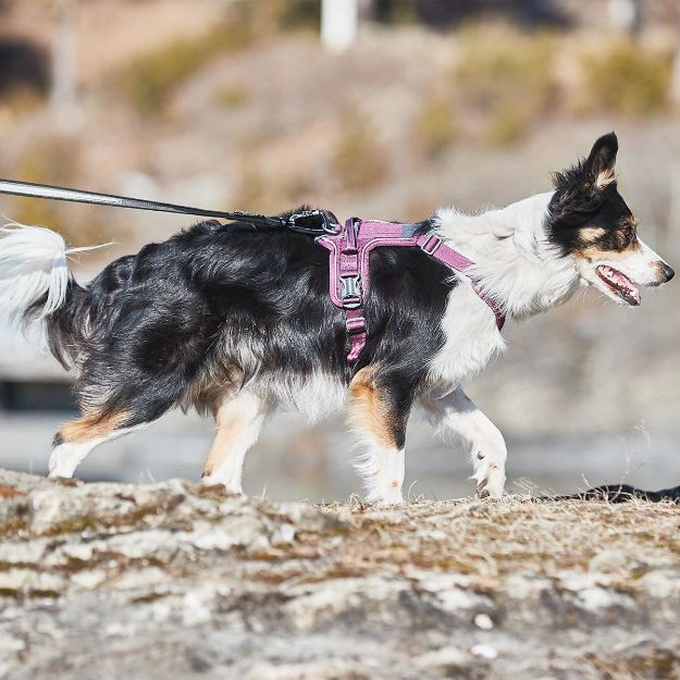 Den lila non-stop selen ramble på en ung vallhund i koppel.