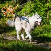 Huskey som drar från en hög dragpunkt i sin freemtion sele från non-stop dogwear.