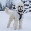 Kungspudel som har på sig sin blåa line harness från non-stop dogwear tittar in i kameran i en snöig vinterdag.