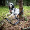 Touring bungee adjustable där handtaget är fastsatt runt ett träd och hunden vilar i bakgrunden.