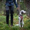 Touring bungee adjustable där handtaget är justerat till att passa runt förarens midja, hunden sitter brevid.