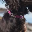 Tumble collar från Non-stop dogwear i närbild på en svart hund.