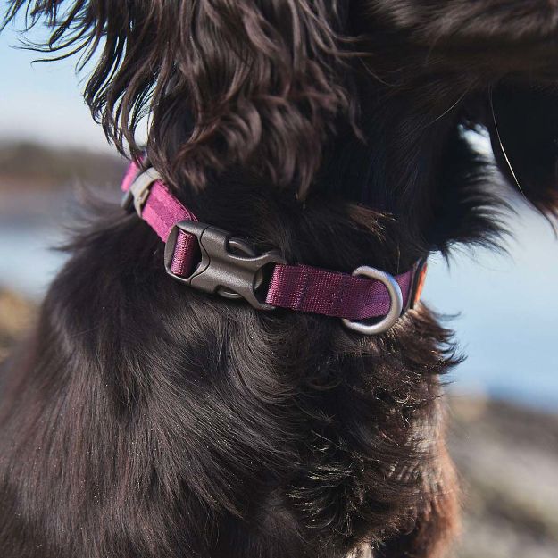 Tumble collar från Non-stop dogwear i närbild på en svart hund.