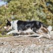 Cruise collar i från Non-stop på en border collie som springer.