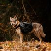 Klövjeväska från Non-stop på hund som är ute i skogen.