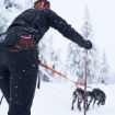 Skijoiring med två hundar, løype Belt, bungee leash och freemotion selen.