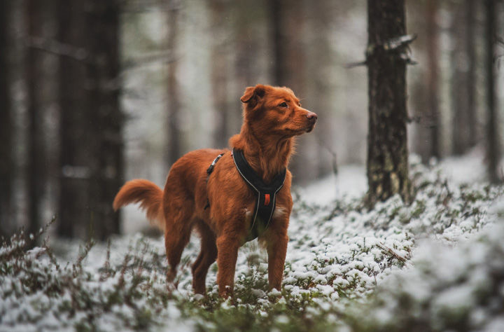 Bild för kategori Hundselar