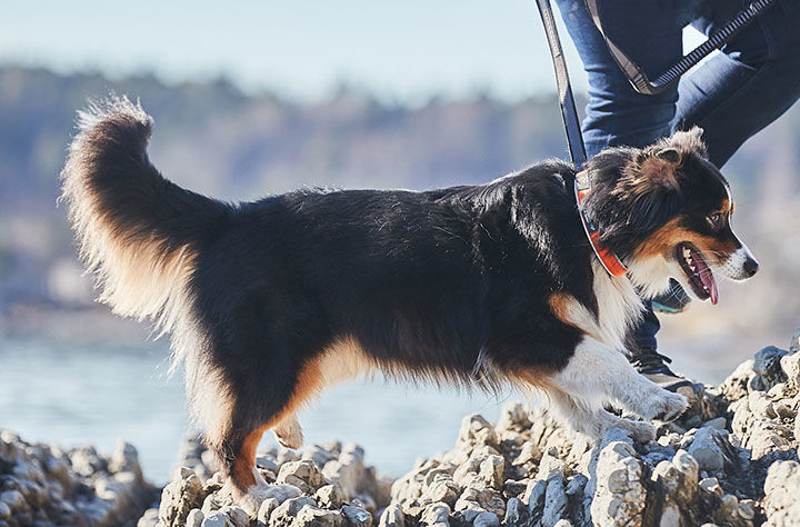 Bild för kategori Hundhalsband