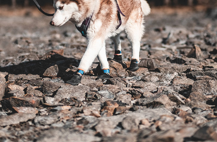 Bild för kategori Hundsockar