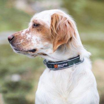 Visa detaljer för Non-stop dogwear Roam collar - halsband med klickspänne Roam collar, hundhalsband med klickspänne.