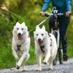 Två vita hundar jobbar i drag framför cykeln