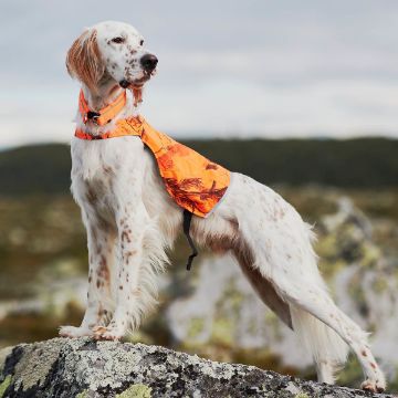 Camo cover är ett nätt reflextäcke från Non-stop dogwear som gör din hund synlig utan att vara skrymmande. Stolt hund står på stenen och spanar ut i naturen.