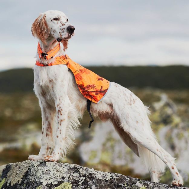 Stolt hund står på stenen och spanar ut i naturen.