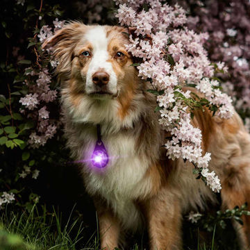 Orbiloc Safety Light med carbiner, Lila Orbiloc Safety Light med carbiner, Lila