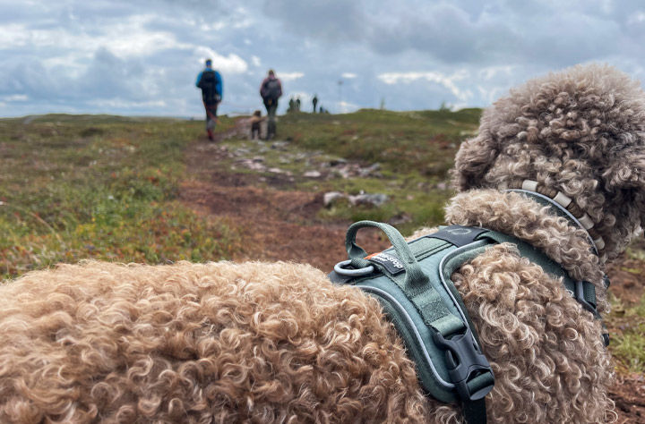 Bild för kategori Koppel och halsband till din hund