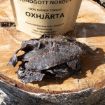 Hundgotts torkade hjärta kommer i lite större bitar.