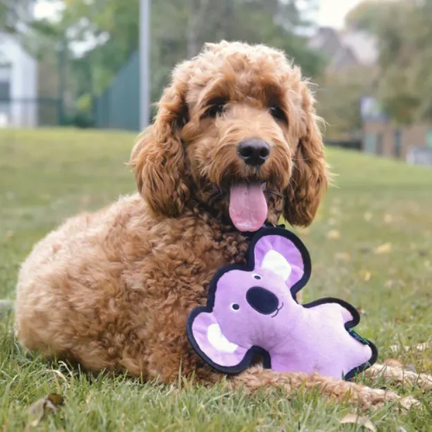 Hund med koala mellan frambenen