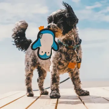 Visa detaljer för Mjukisleksak pingvin med pip, beco Hund med leksaken Pingvin i munnen