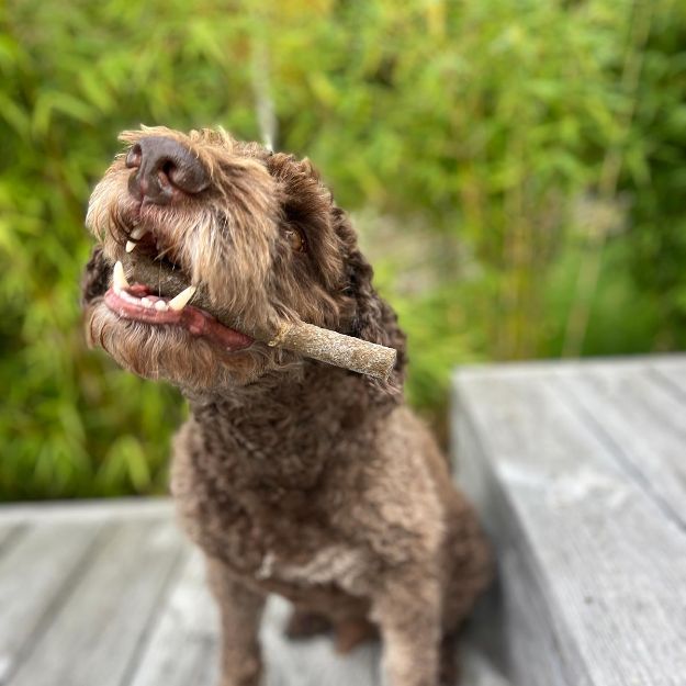 Lagotto som tuggar på en tuggpinne från Eat small.	