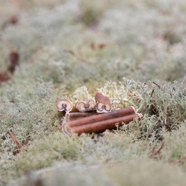 Tjurmuskel small till liten hund. Den är ca 6 cm lång.