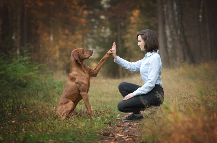 Bild för kategori Hundträning tillbehör