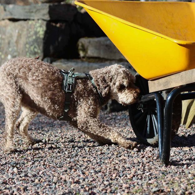 Hund som söker efter hydrolat på en gul skottkärra i ett mikrosök.