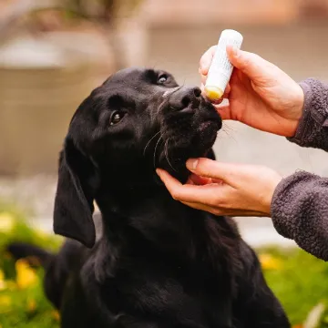 Visa detaljer för HUMLE Nosig nosstift för torr och sårig nos HUMLE Nosig appliceras på en labbenos