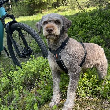 Visa detaljer för Non-stop dogwear Line harness 5.0 - hundsele för vardag, spår och vandring Bild på Non-stop dogwear Line harness 5.0 - hundsele för vardag, spår och vandring