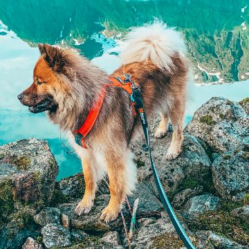 Strong leash på hund i alperna
