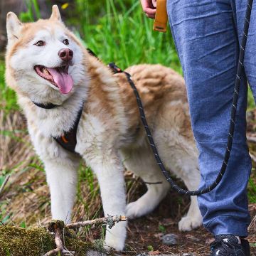 Visa detaljer för Non-stop dogwear Rock leash - hundkoppel Rock leash från non-stop dogwear.