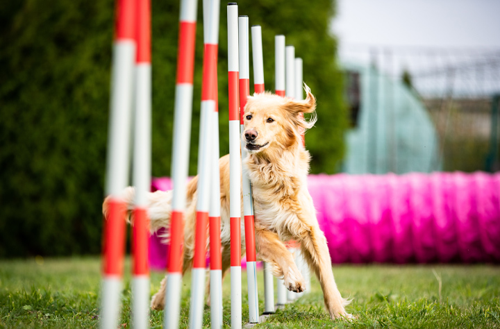 Bild för kategori Agility