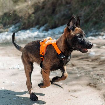 Visa detaljer för Non-stop dogwear Ramble harness - hundsele för vardag, vandring och sök - orange Sele från non-stop dogwear med bra justeringsmöjligheter, passar bra på en valp.