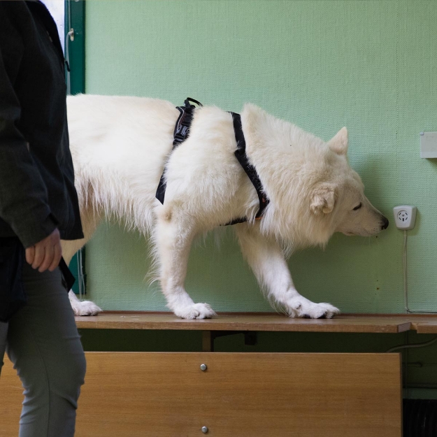 Balto och Lotta i ett inomhussök nose work på Hundigt