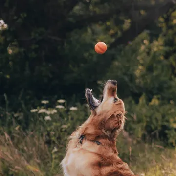Visa detaljer för Hundleksak - Boll från Beco i naturgummi Bild på Hundleksak - Boll från Beco i naturgummi