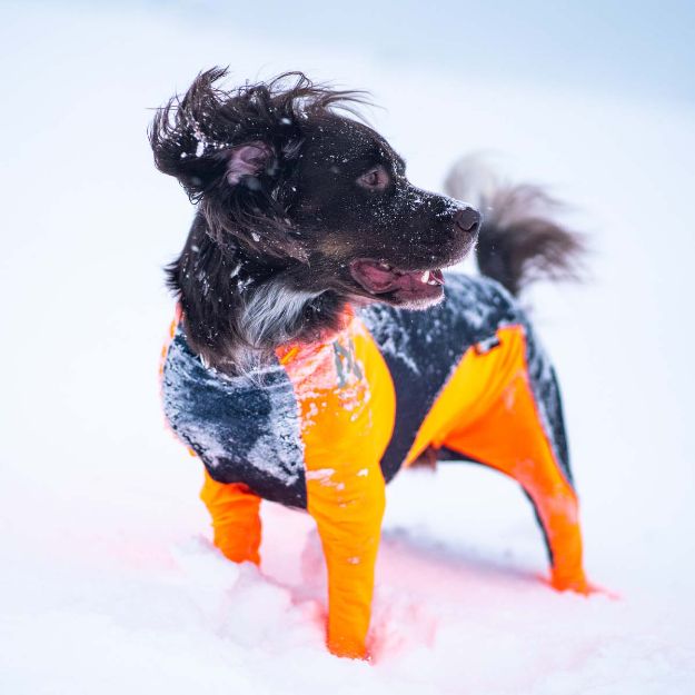 kleiner münsterländer i protector snow från non-stop dogwear.