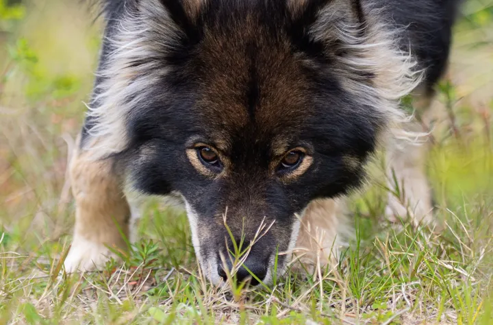 Bild för kategori Berikning hund