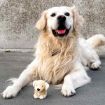 Hundleksak Golden Retriever av naturgummi