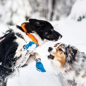 Visa detaljer för Non-stop dogwear Safe collar - säkerhetshalsband Safe collar på en av hundarna som leker.