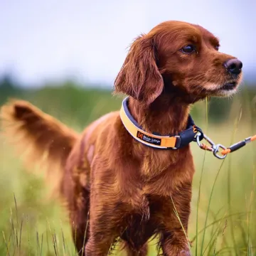 Visa detaljer för Non-stop dogwear Protector collar - säkerhetshalsband Protector collar säkerhetshalsband från Non Stop Dogwear