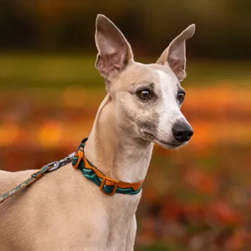 Visa detaljer för Non-stop dogwear Trail Quest collar - halsband med klickspänne Vacker whippet i Non-stops halsband  Trail Quest