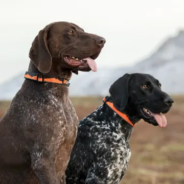 Trail Quest Collar i orange och svart Bild på Non-stop dogwear Trail Quest collar - halsband med klickspänne orange