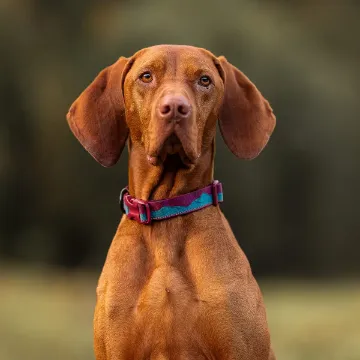 Visa detaljer för Non-stop dogwear Trail Quest collar - halsband med klickspänne, vinröd Trail Quest Collar i färgen vinröd/teal