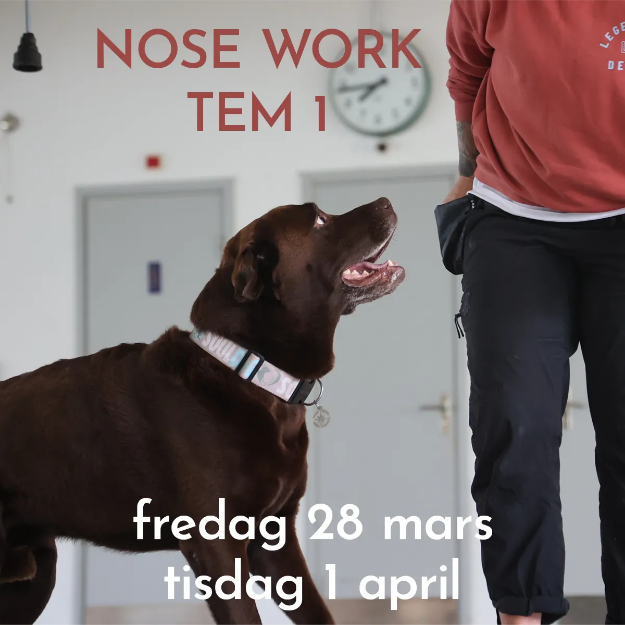 Bild på Officiell tävling Nose Work klass 1
