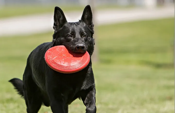 Bild för kategori Hundfrisbee